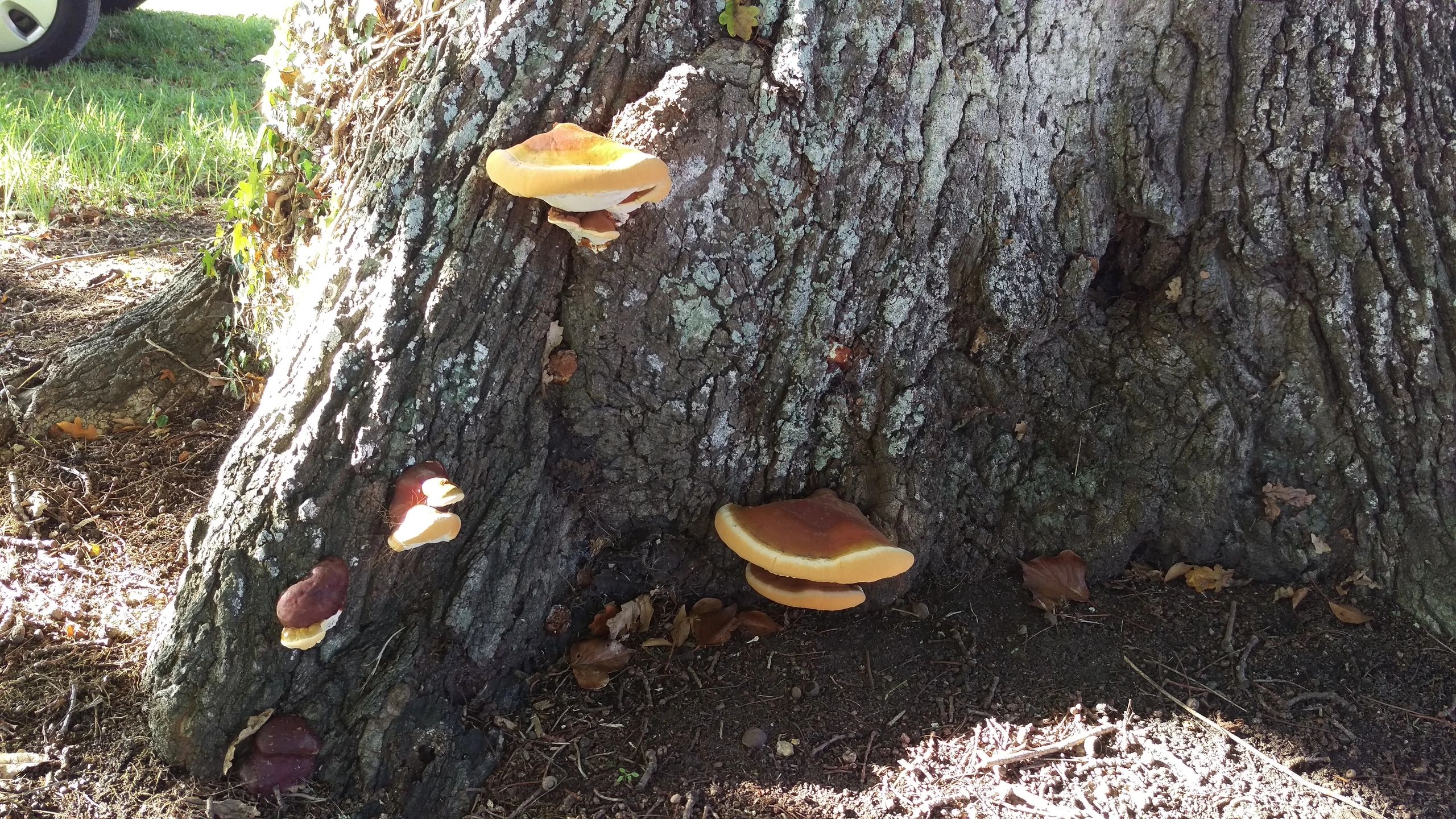 Mushrooms growing on the base of a large tree trunk in sunlight.