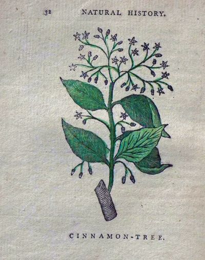 Illustration of a cinnamon tree with leaves and flowers from an old natural history book.