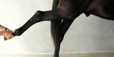 stretching cheval