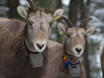Two mountain goats wearing tracking collars in a forest.