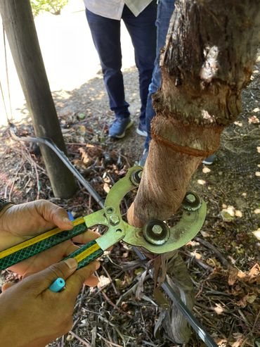 Using a tool to measure or adjust a grafted tree branch outdoors.