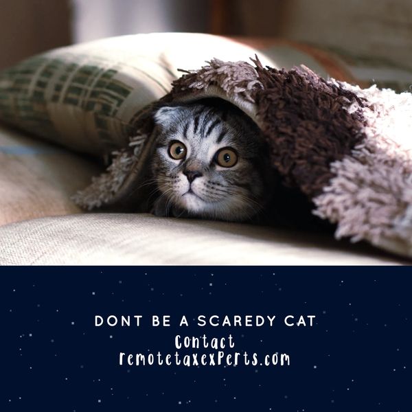 A scared cat peeks out from under a blanket with a tax advice message.