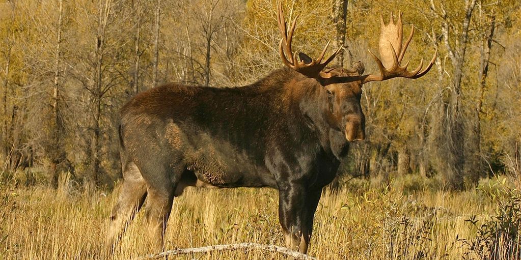 A large moose standing in a forest clearing.