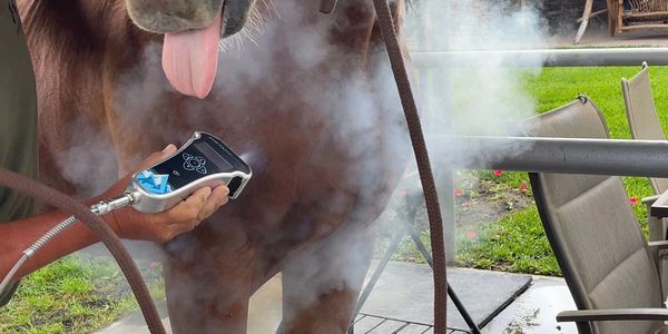 A horse being treated with a device emitting steam or smoke.