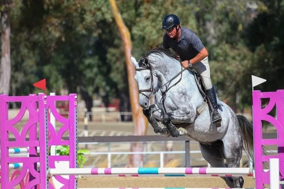 A man in helmet jumps a gray horse over pink and white hurdles.