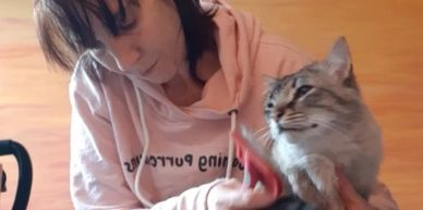 Cat sitting cat groomer