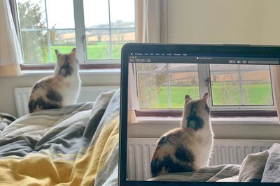 Cat sitting cat on laptop