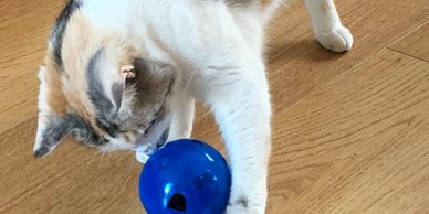 Cat sitting playing with toy
