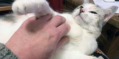 Cat sitting tickling tummy