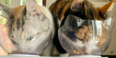 Cat sitting eating bowls