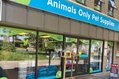 Cat sitting pet shop