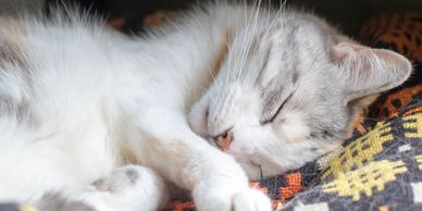 Cat sitting sleeping