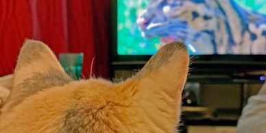 Cat sitting watching tv