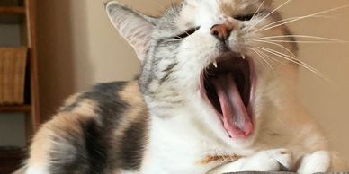 Cat sitting yawning