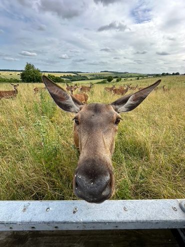 A wide angle lens photo of a red deer looking up at someone in the vintage land rover