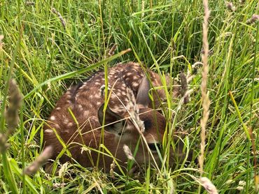 A baby Deer calf hiding in the long grass