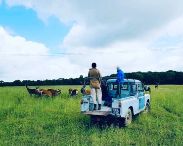 Two people standing on the truck bed of a Vintage land rover looking out over a herd of red deer