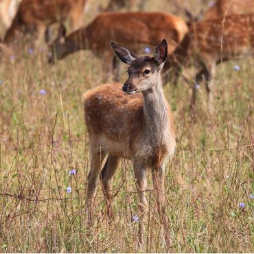 A baby Deer calf in a field with red deer behind it