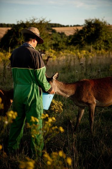 Adam feeding a red deer from a blue bucket