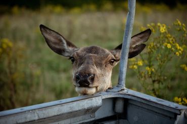 A red deer poking its nose over the side of the vintage Land Rover