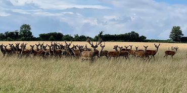 The herd of red deer in a field with a stag in the middle on Ash Farm