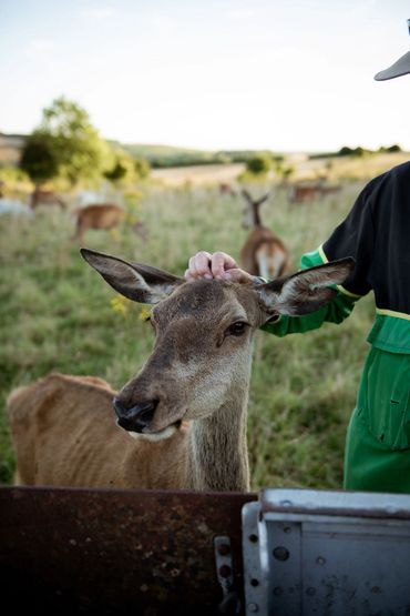 view from the back of the land rover of Adam Scratching the ears of a read deer