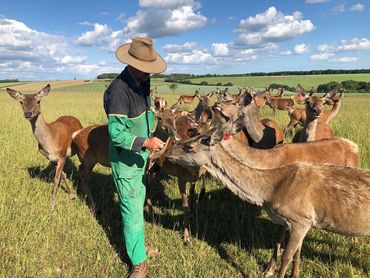 Adam surrounded by the herd of red deer