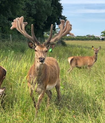 A big red stag pictured among his herd of hinds