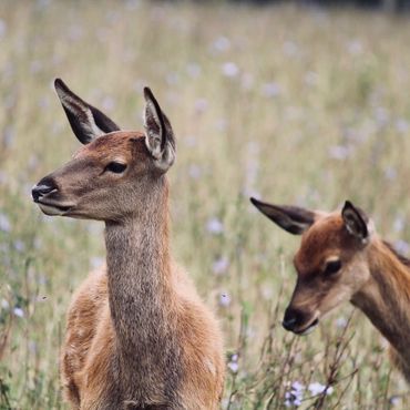 Two deer in a meadow