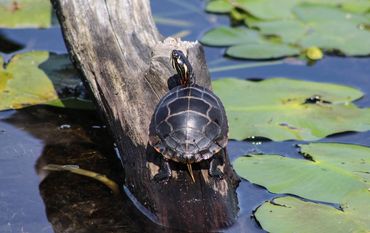 Turtle sunning on a log.