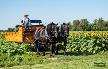 Horse-drawn carriage in sunny field.