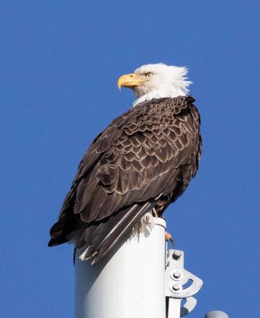 Bald eagle perched against sky.