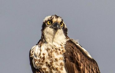 Close-up portrait of an osprey.