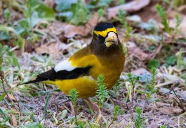 Yellow evening grosbeak on ground.