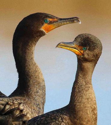 Two cormorants facing each other.