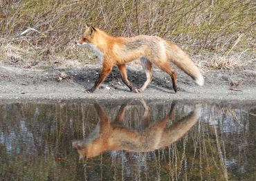 Fox reflecting in still water.