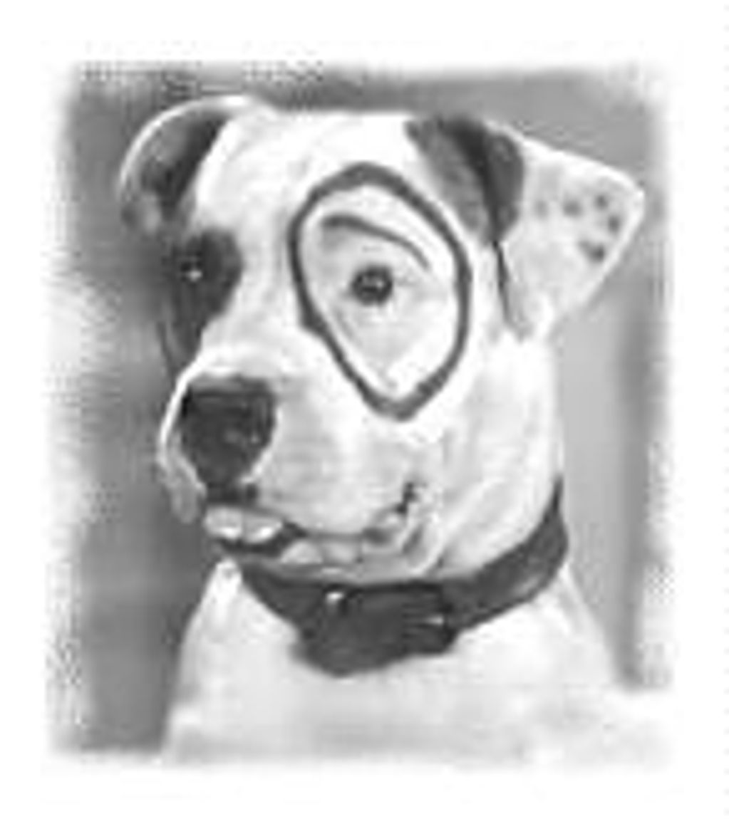 Petey the Pit Bull black and white picture