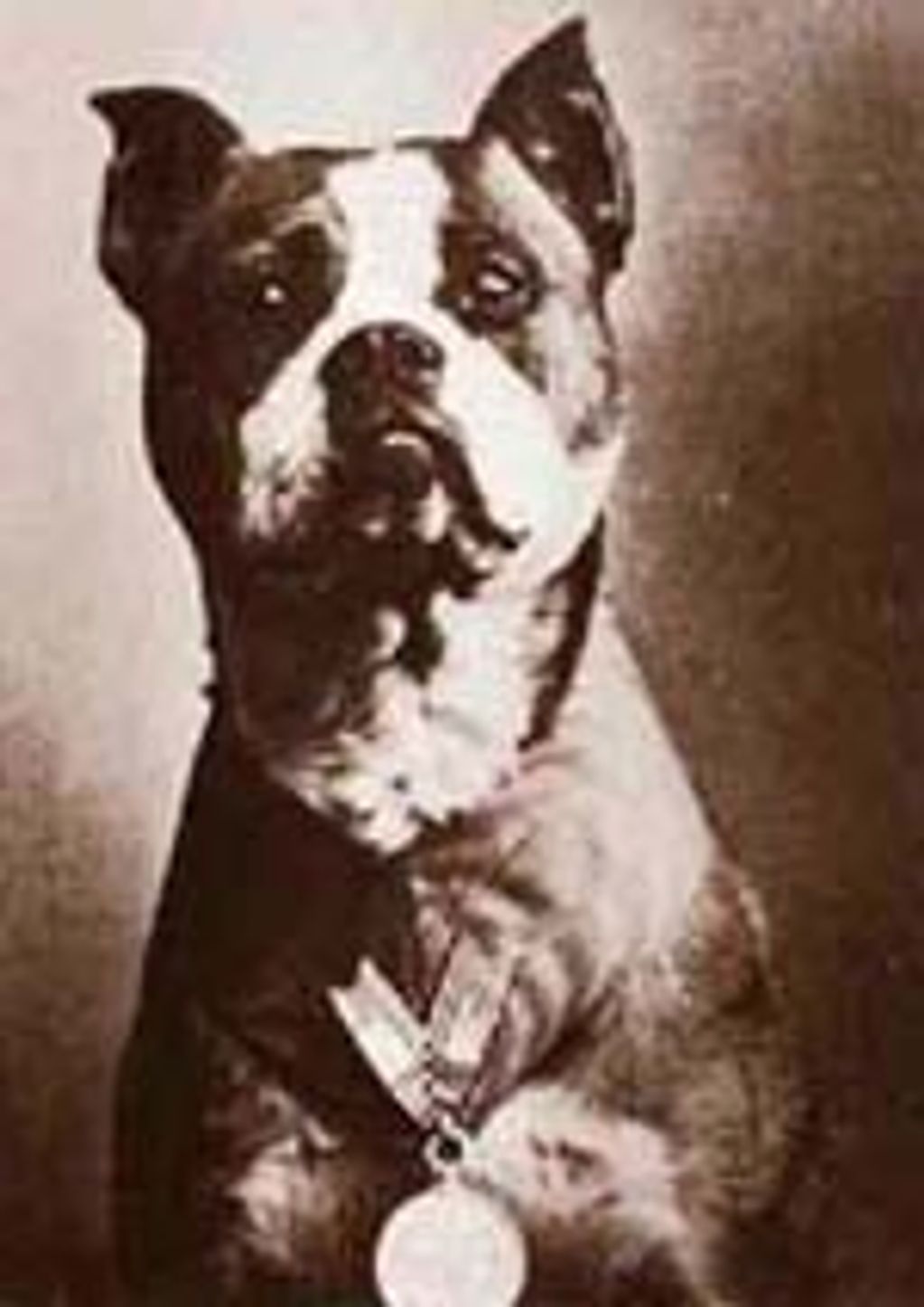 an old image of a dog with a medal