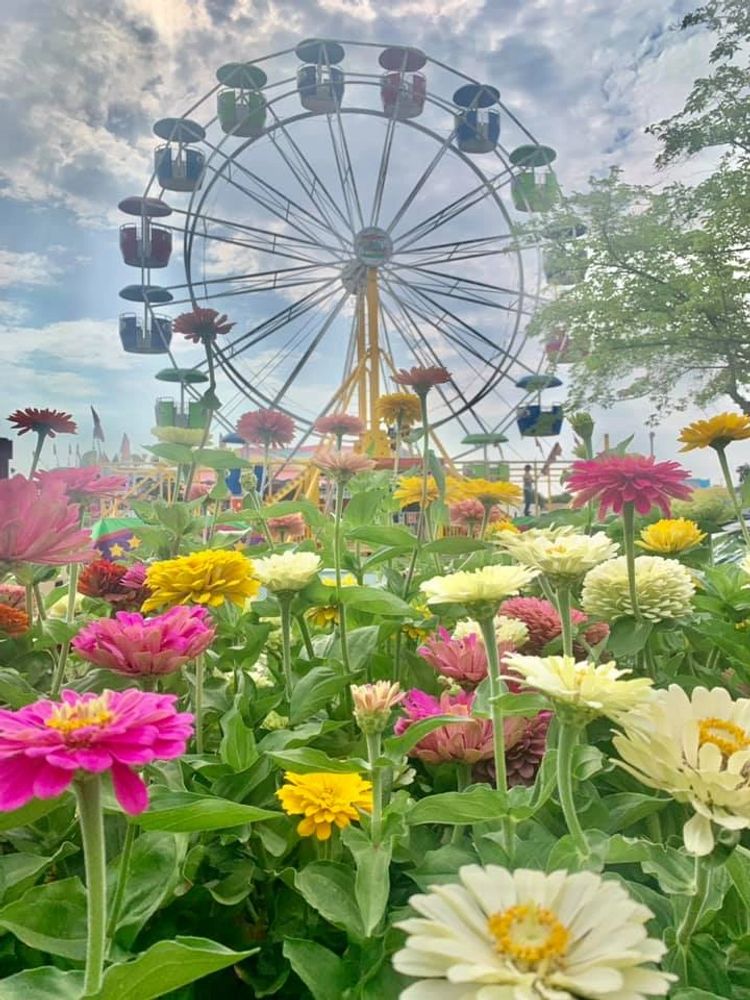 A group of yellow, red, pink, and white flowers with a carnival and ferris wheel in the background.