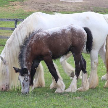 SD Pretty Young Thing PSR
Dam SD Connies Babe