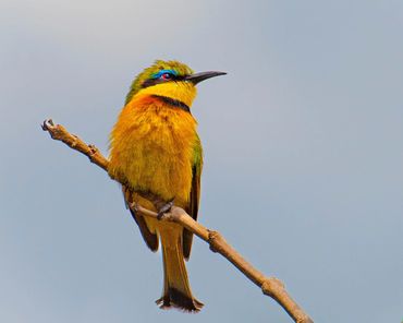 Little Bee-eater