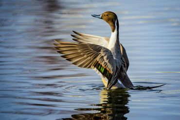 Pintail Duck