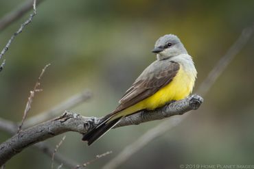 Western Kingbird