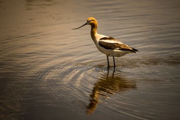 American Avocet