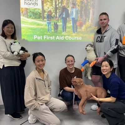 Group of people with dog mannequins in a pet first aid course.
