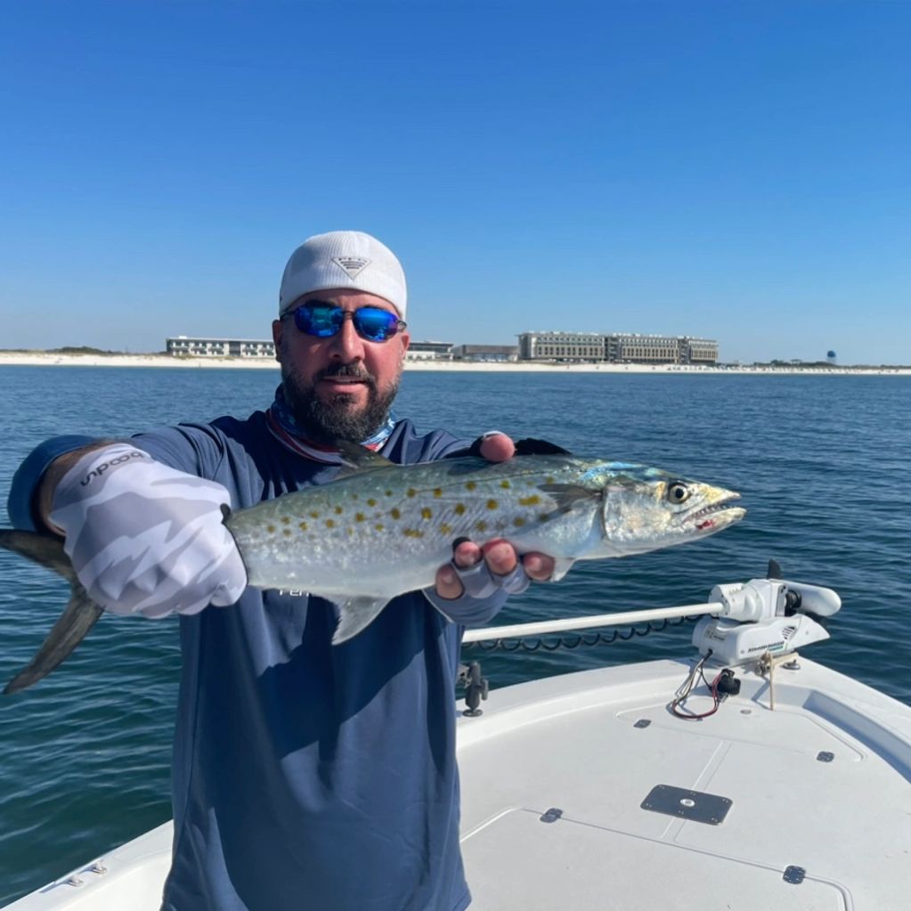 Spanish Mackerel
