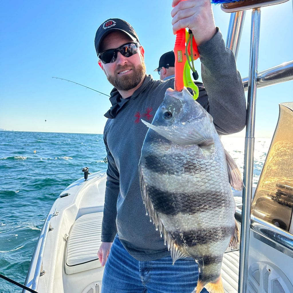Sheepshead