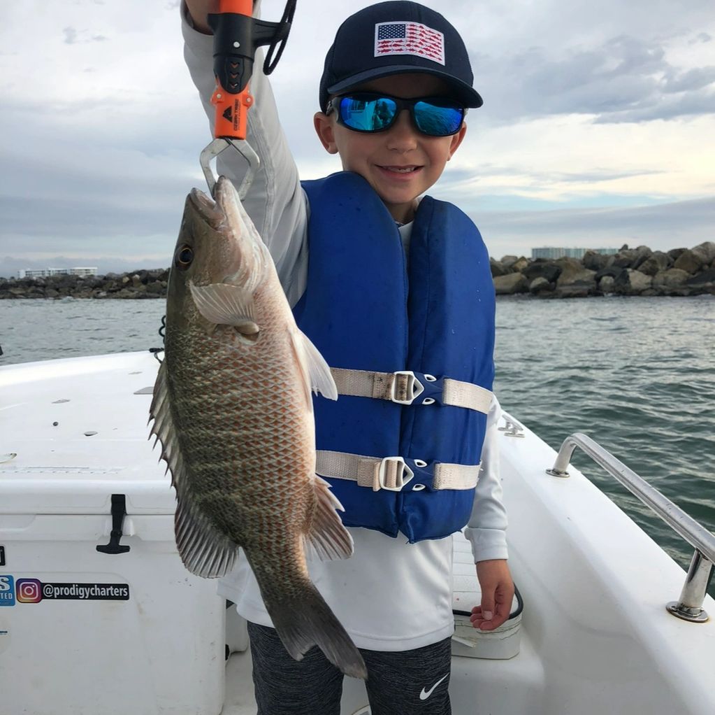 Mangrove Snapper