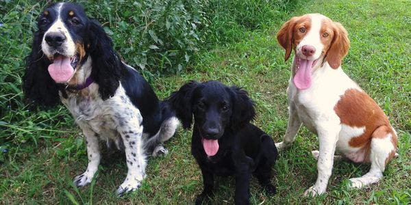 English Springer, English Cocker, and American Brittany Spaniels