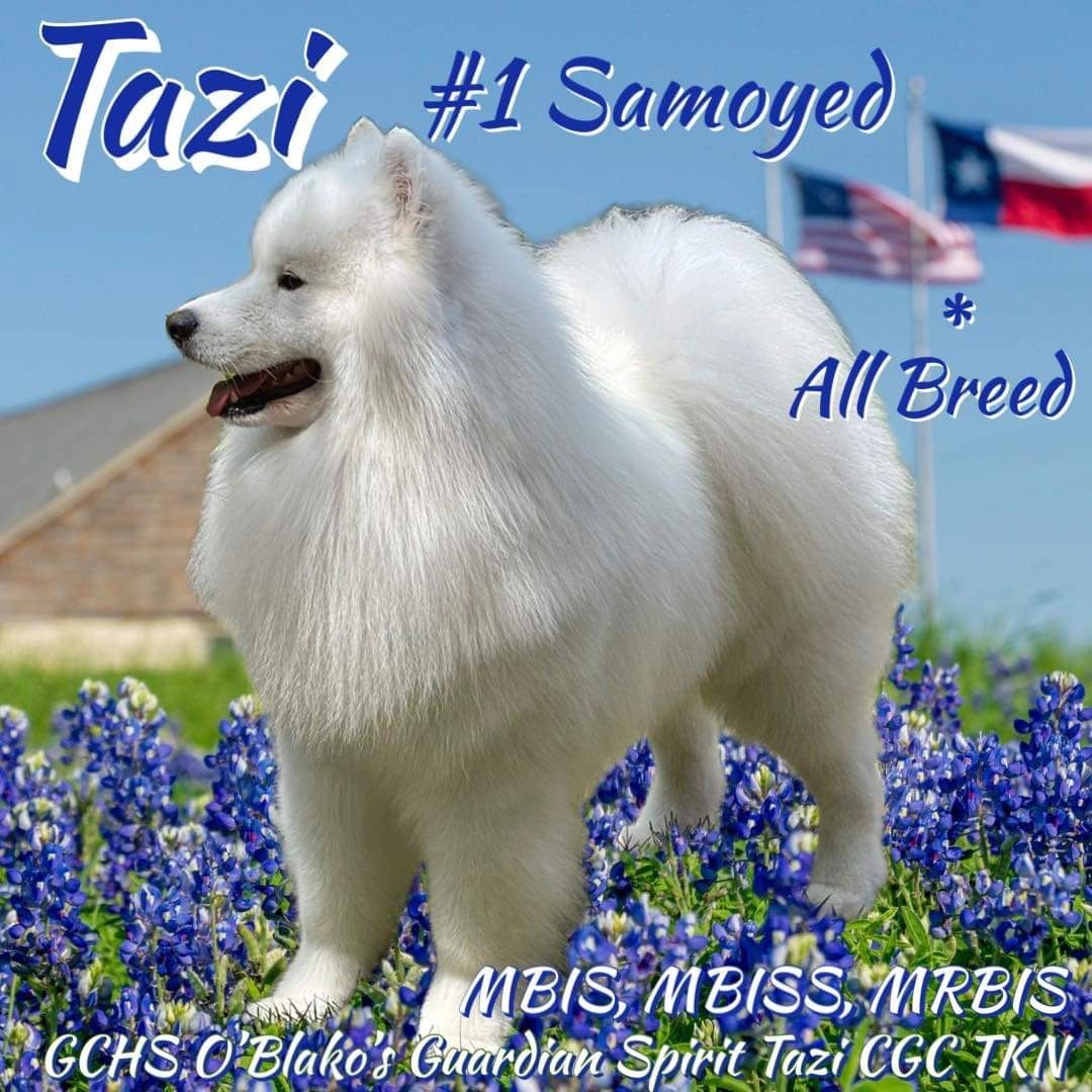 Tazi #1 Samoyed All Breed